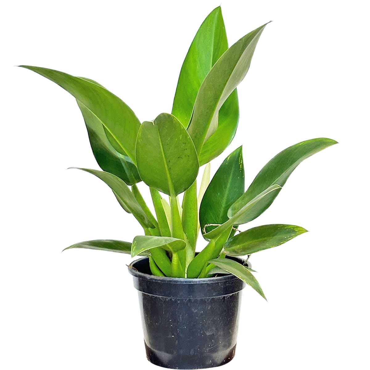 Muda Pacová (Philodendron martianum)