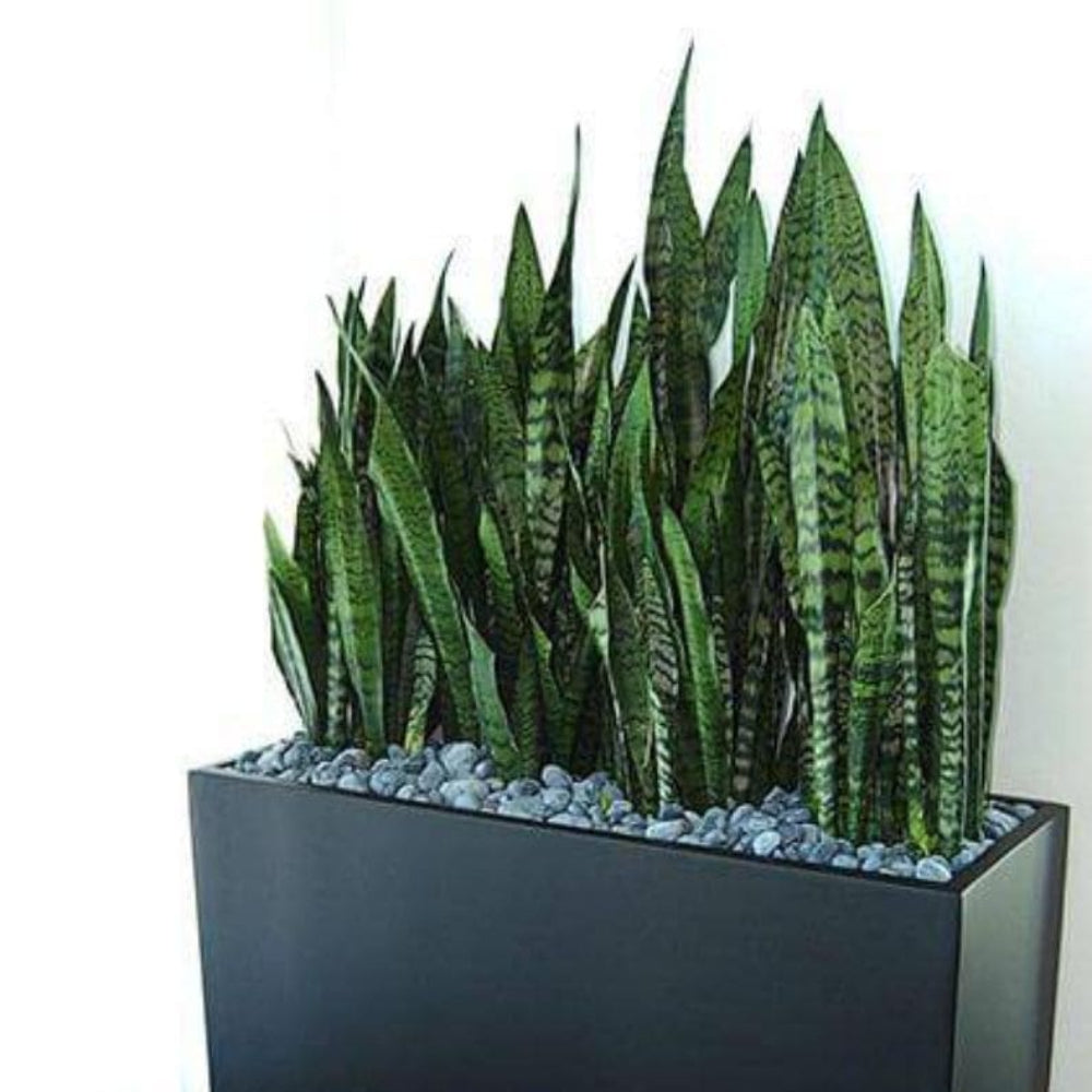 Muda Espada de São Jorge (Sansevieria trifasciata) - Pote 13