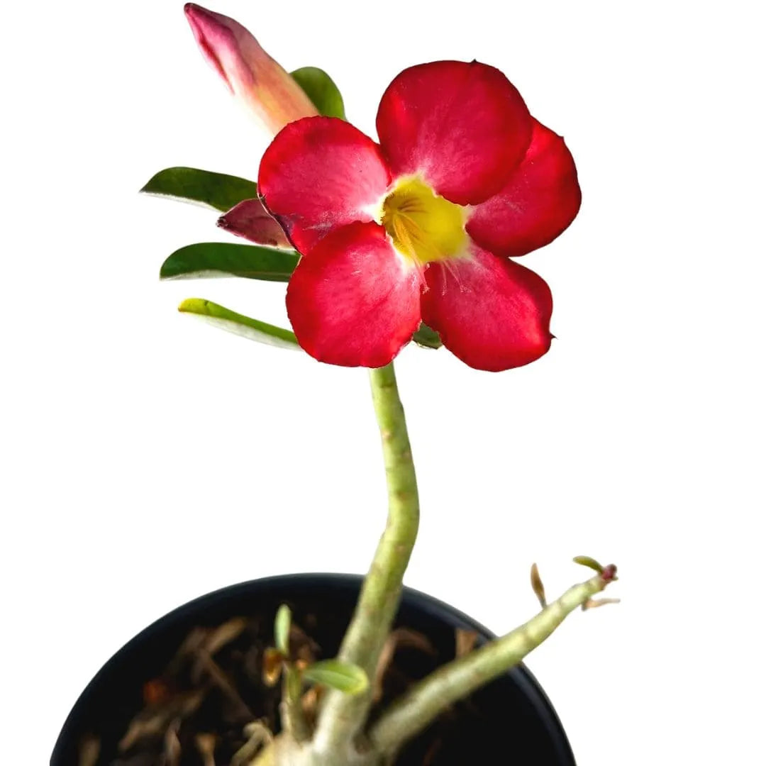 Muda Rosa do Deserto (Adenium obesum) - Cores Sortidas