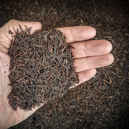 Casca de Arroz Carbonizada (CAC) 100L