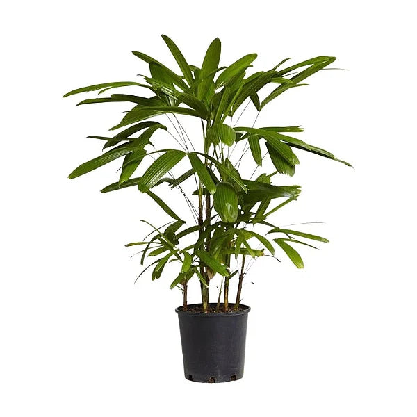 Muda Palmeira Ráfia (Rhapis excelsa)