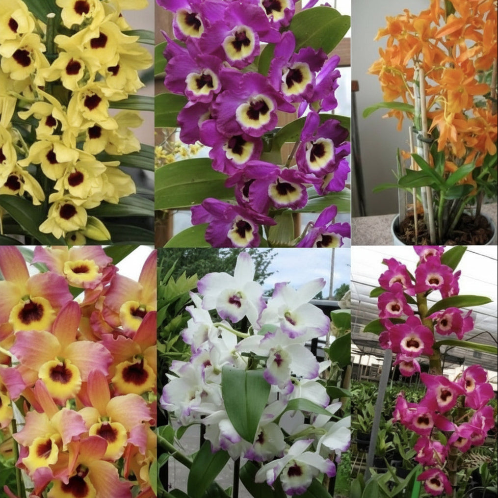 Substrato para Orquídeas Pinus, Carvão e Chips Coco 3kg