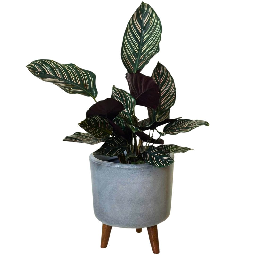 Mini Vaso Linha Doha 22cm com Tripé