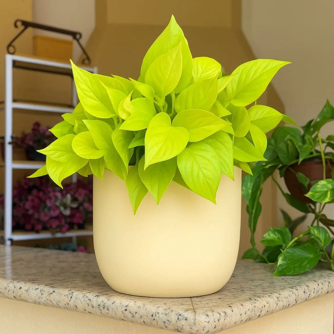 Kit 3 Vasos Polietileno Cone + Bacia