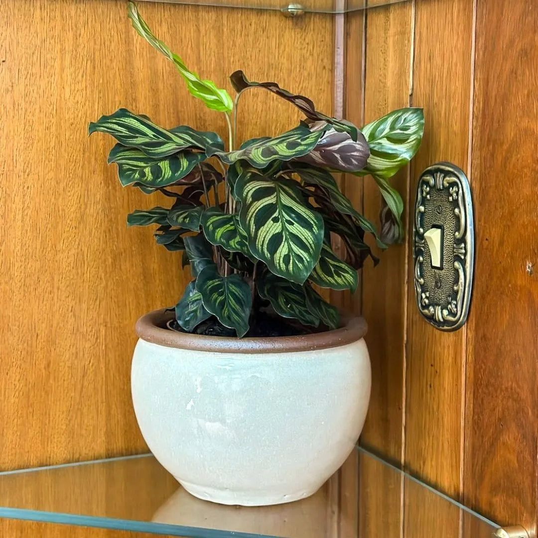 Vaso Cachepot em Cerâmica Esmaltada 18,5cm