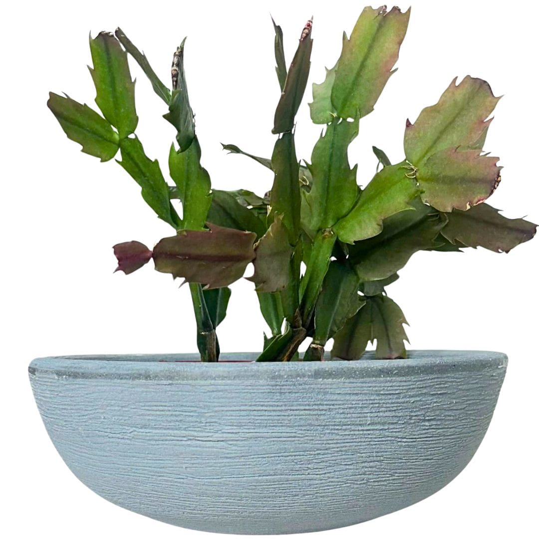 Kit 3 Vasos Pequenos para Espaços Compactos