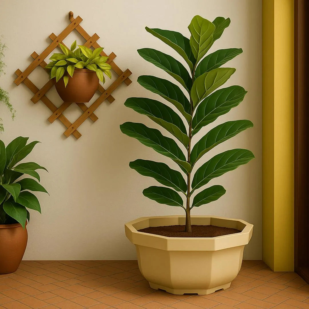 Vaso Bacia Oitavado Siena em Polietileno