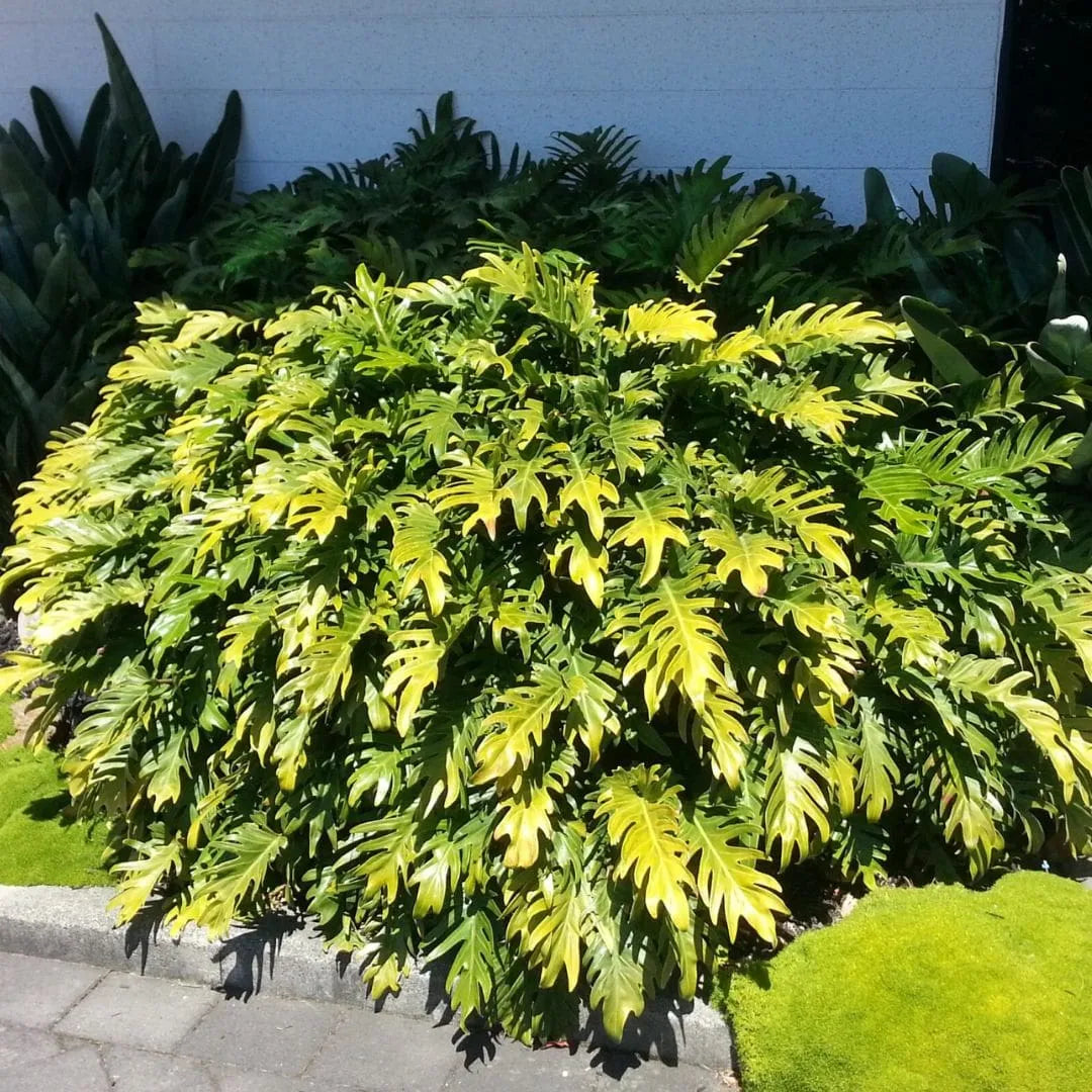Muda de Xanadu (Philodendron xanadu)