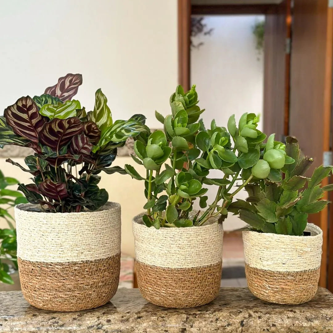 Kit 3 Cachepots Cesto Palha para Decoração