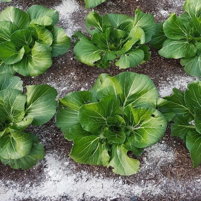 Terra de Diatomáceas 500g