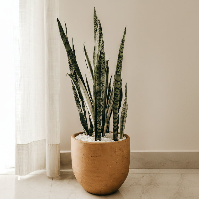 Muda Espada de São Jorge Variegata (Sansevieria trifasciata ‘Variegata’) - Pote 17