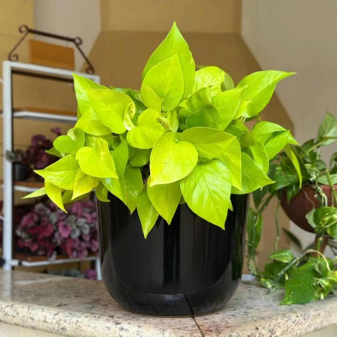 Vaso Doha Médio em Polietileno