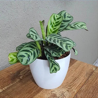 Vaso Cachepot Redondo em Polipropileno 15x12,5cm