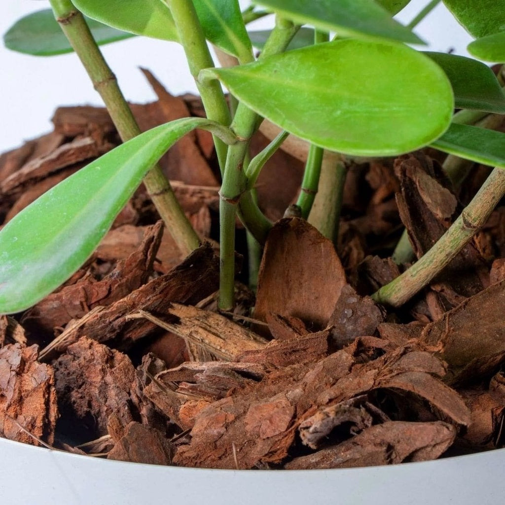 Casca de Pinus Polida 7kg