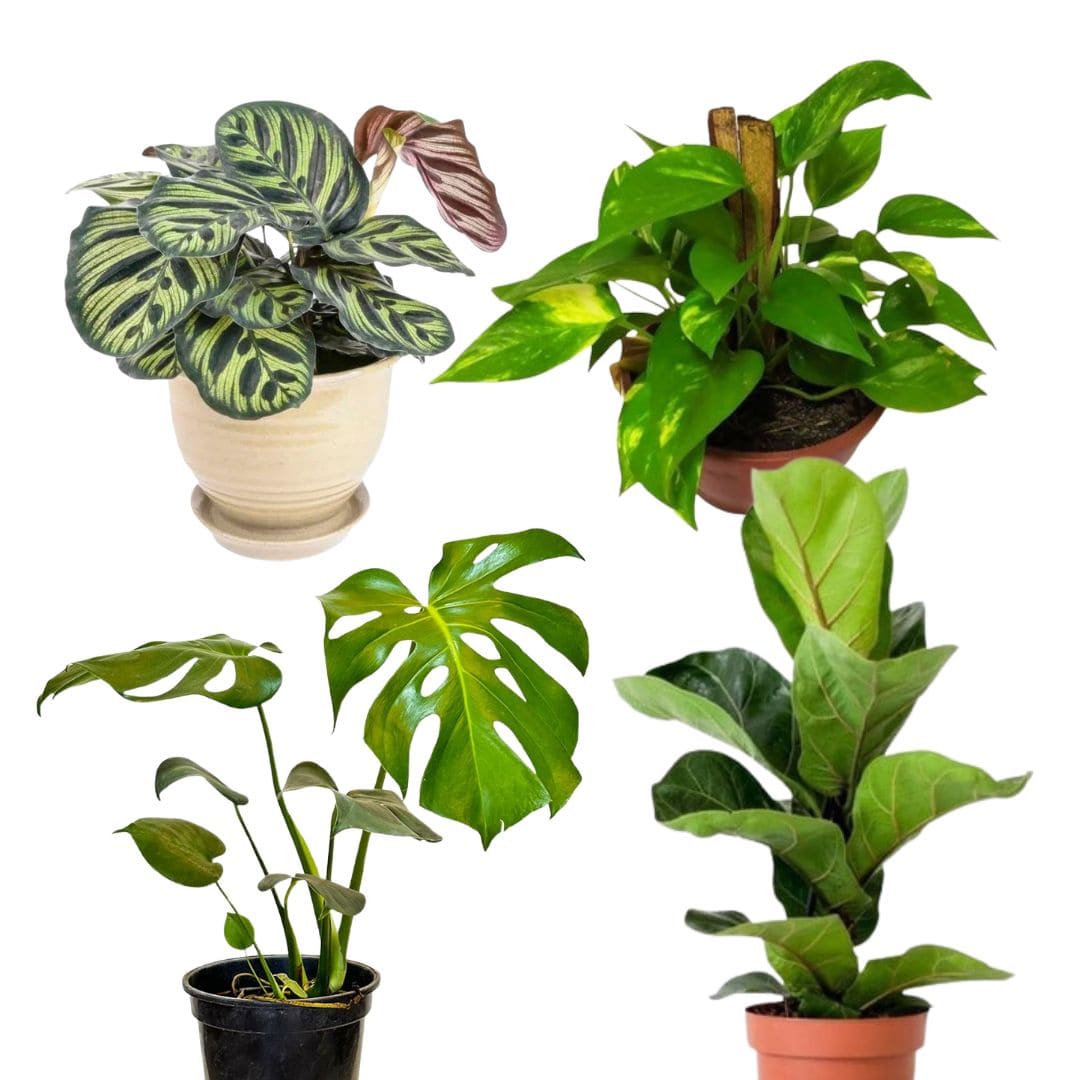 Kit de Planta Natural com 4 Mudas para Decoração Interna