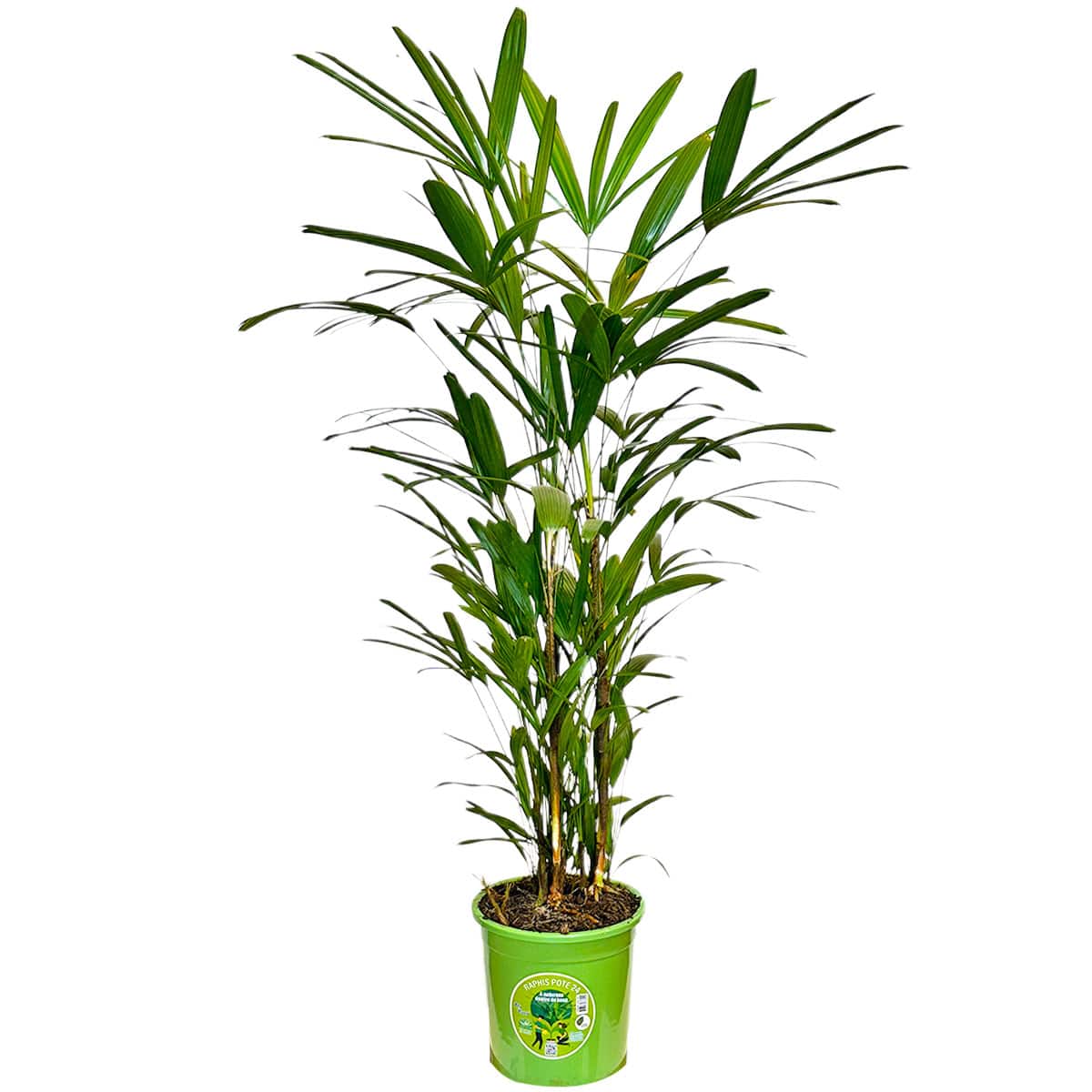 Palmeira Ráfia 1,20m Planta Arvore Decoração Escritório Sala