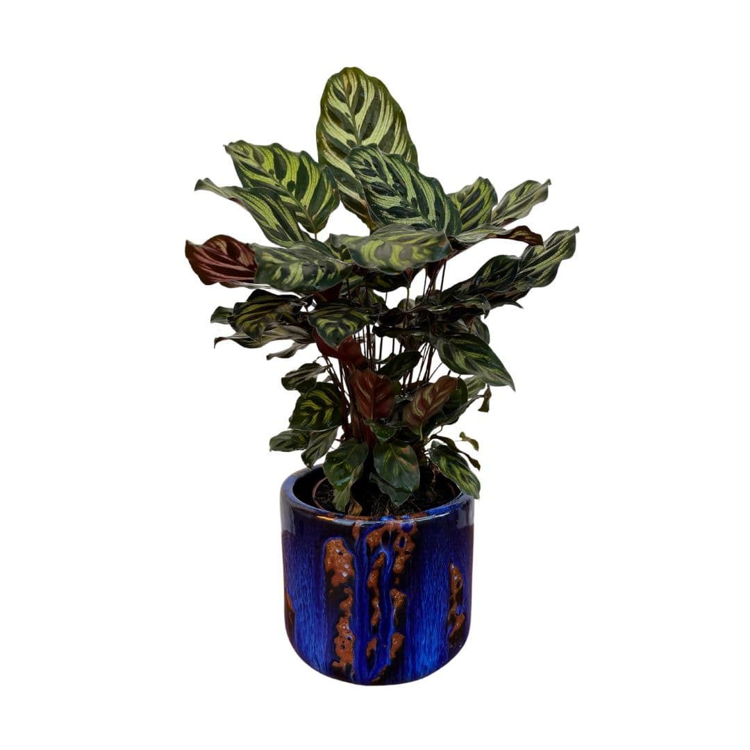 Vaso Cachepot de Cerâmica Texturizada