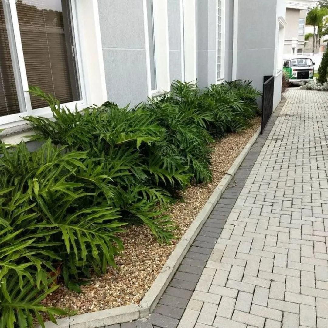 Muda de Guaimbê (Philodendron bipinnatifidum)