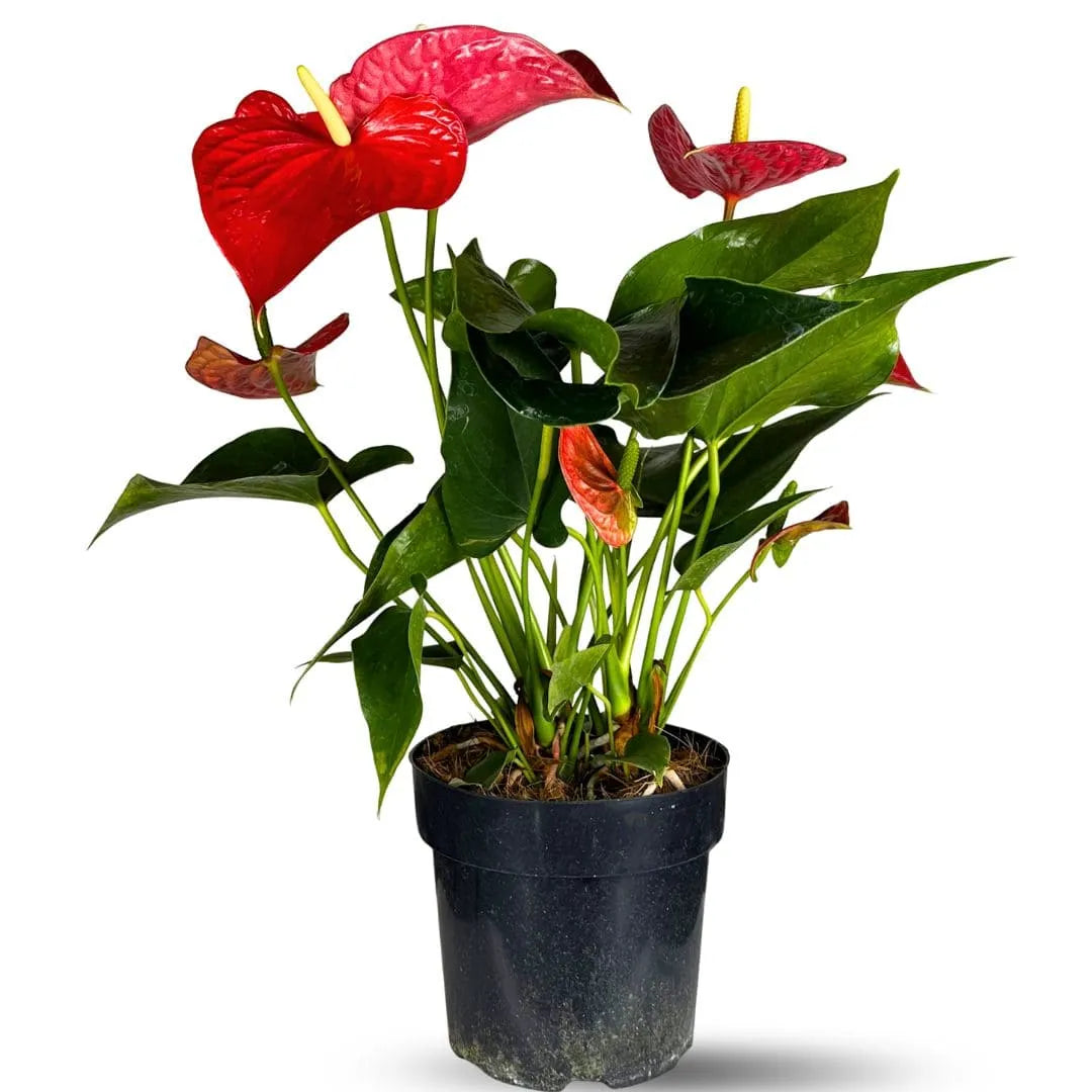 Muda de Antúrio (Anthurium andraeanum)
