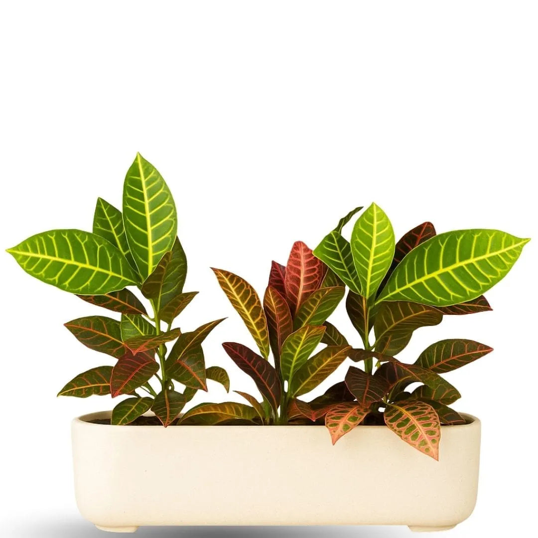 Jardineira Doha em Polietileno 50x17cm