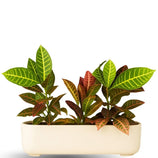 Jardineira Doha em Polietileno 50x17cm
