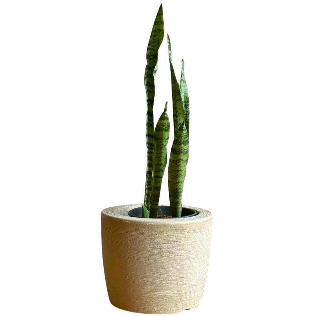 Kit 3 Vasos Decorativos para Pequenos Espaços