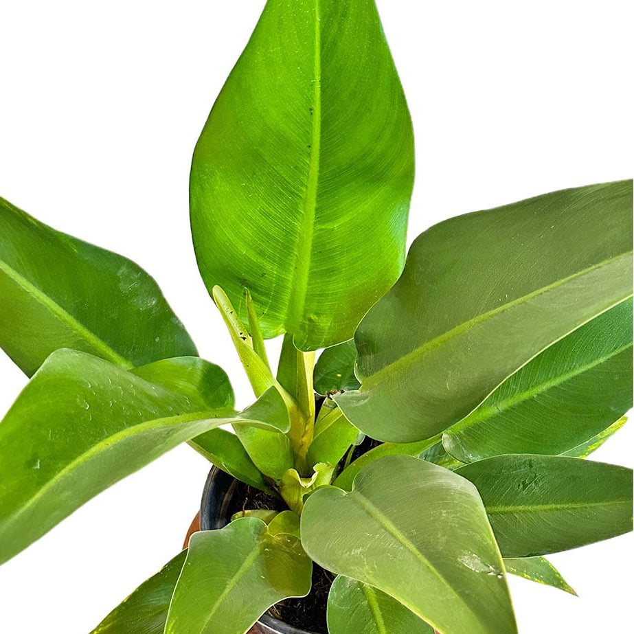 Muda Pacová (Philodendron martianum)