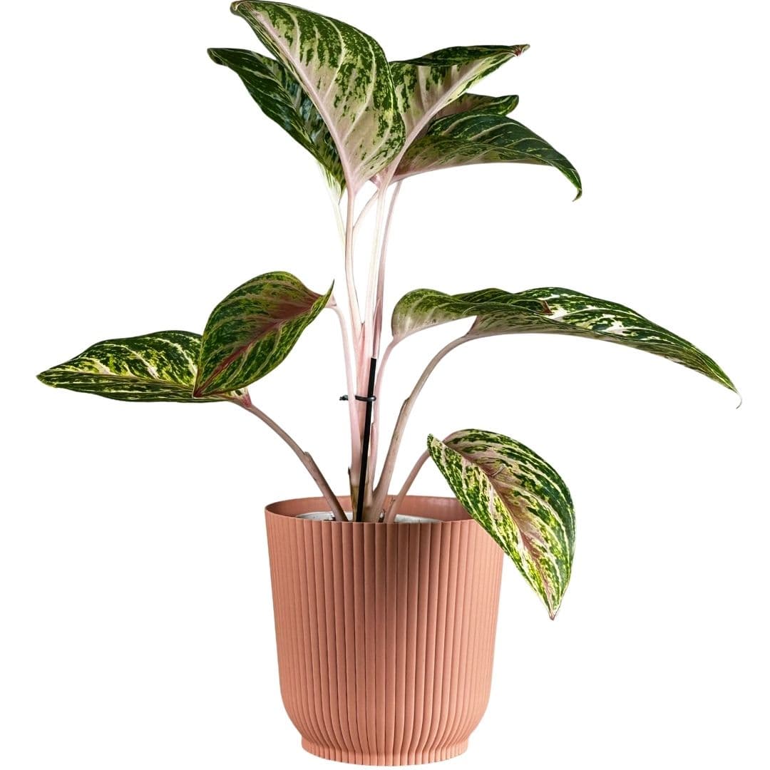 Kit 2 Vasos Cachepot Okla em Polipropileno