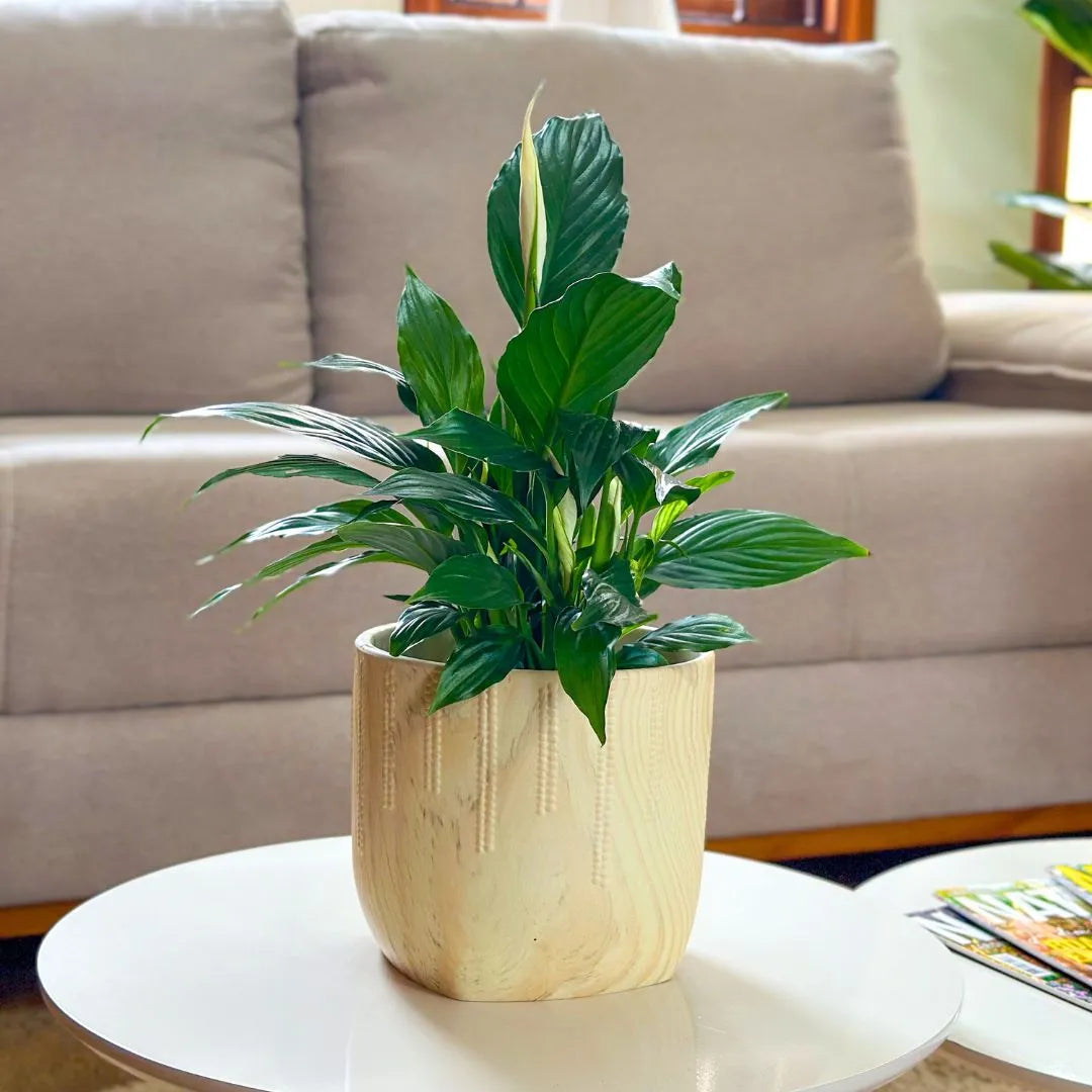 Vaso Cachepot Linha Genebra com Suporte de Madeira Baixo