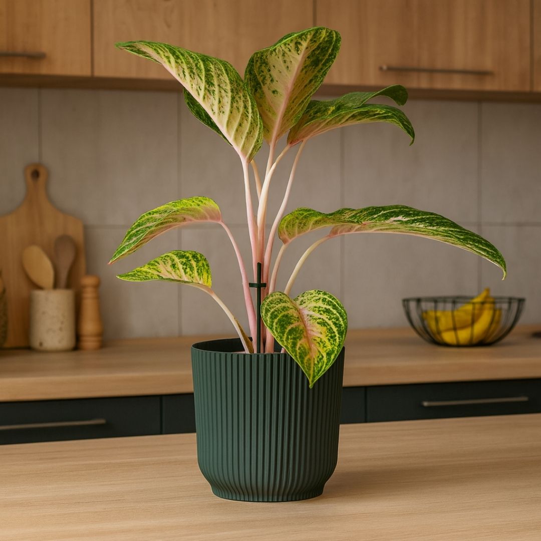 Kit 2 Vasos Cachepot Okla em Polipropileno