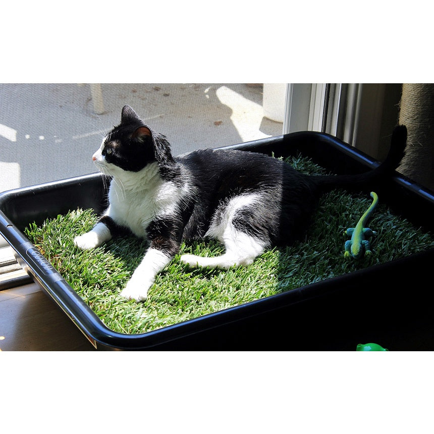 Sementes de Grama dos Gatos 1000 sementes