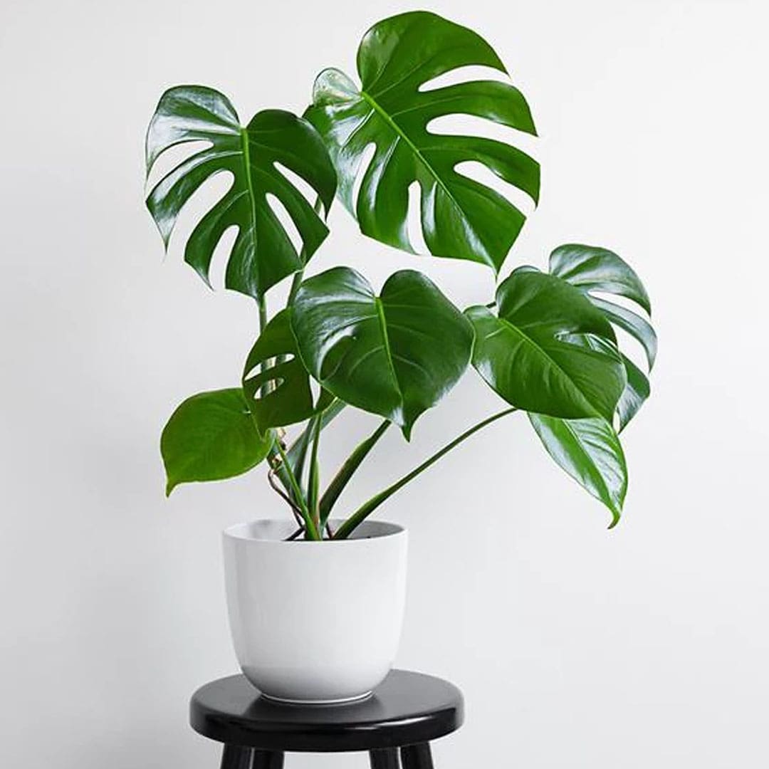 Muda Costela de Adão (Monstera deliciosa)