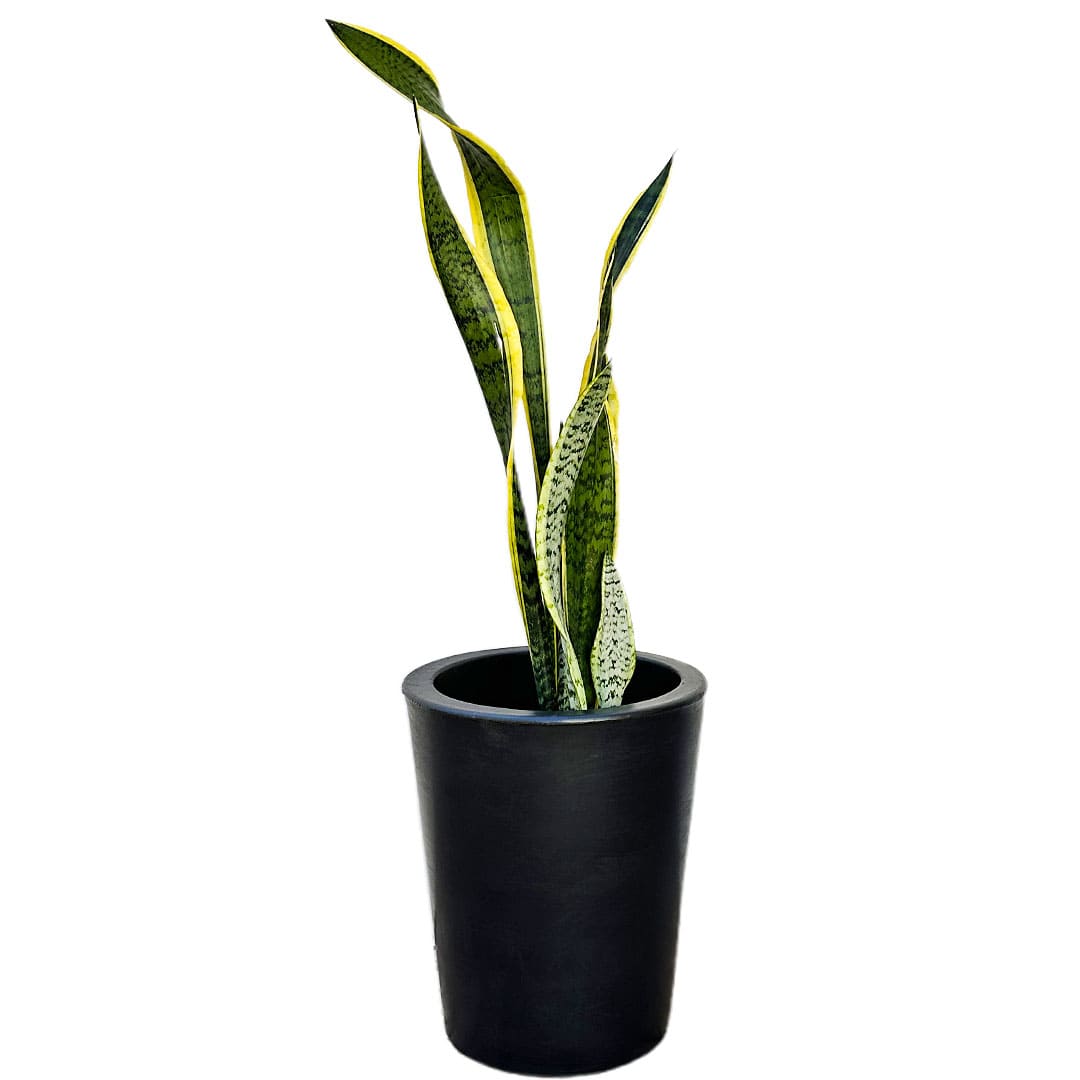 Kit 3 Vasos Damasco Brilhantes