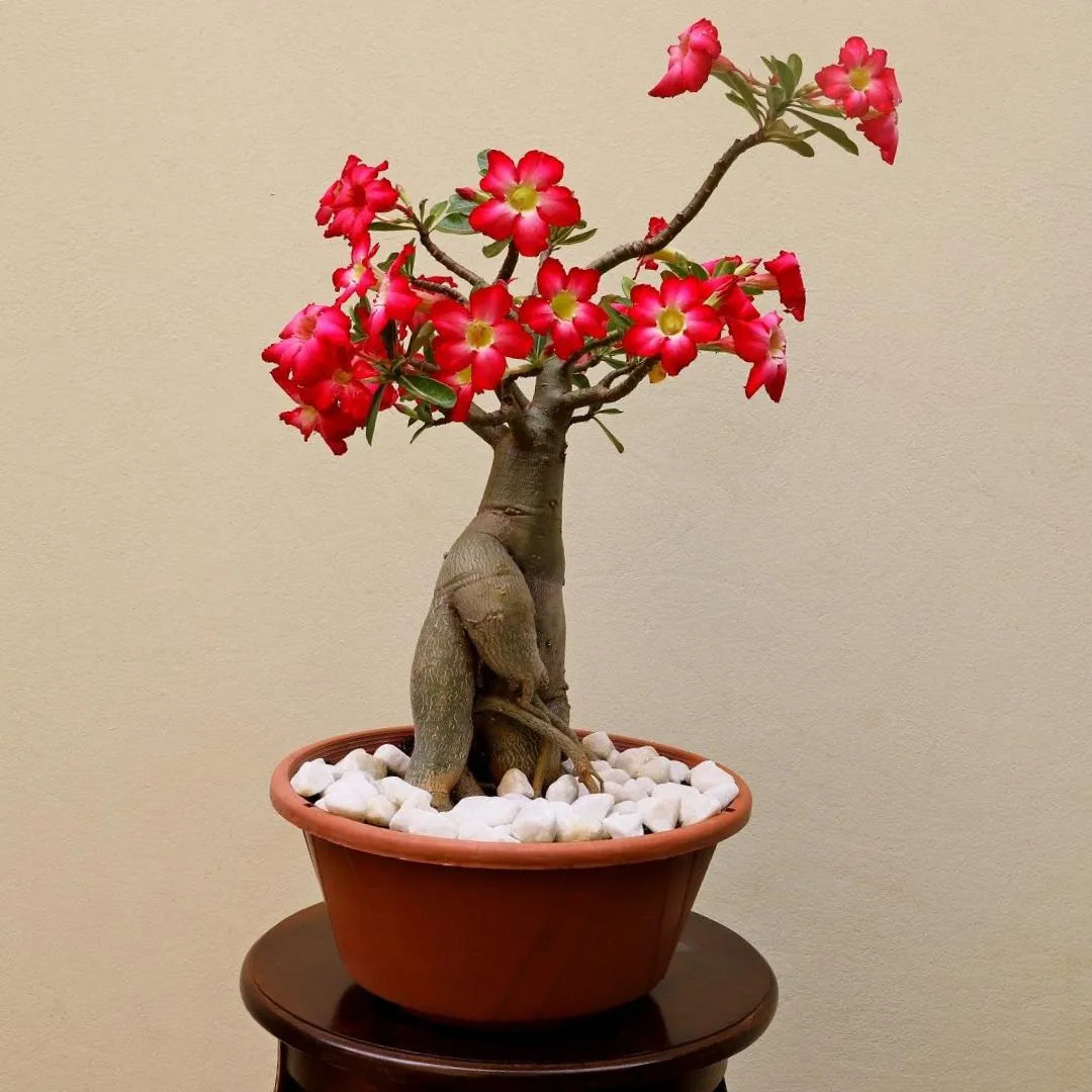 Muda Rosa do Deserto (Adenium obesum) - Cores Sortidas