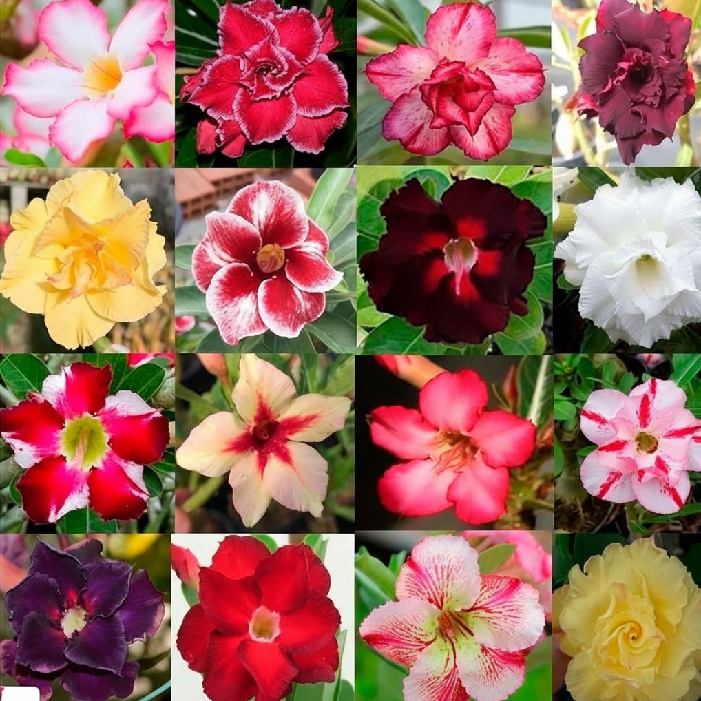 Substrato Terra Vegetal para Rosa do Deserto 20kg