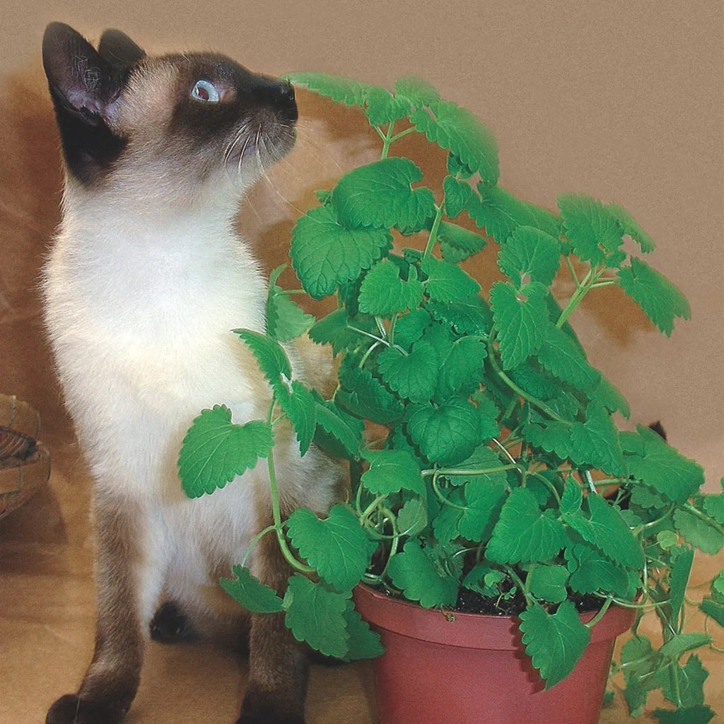 Sementes de Erva de Gatos Catnip 500 sementes