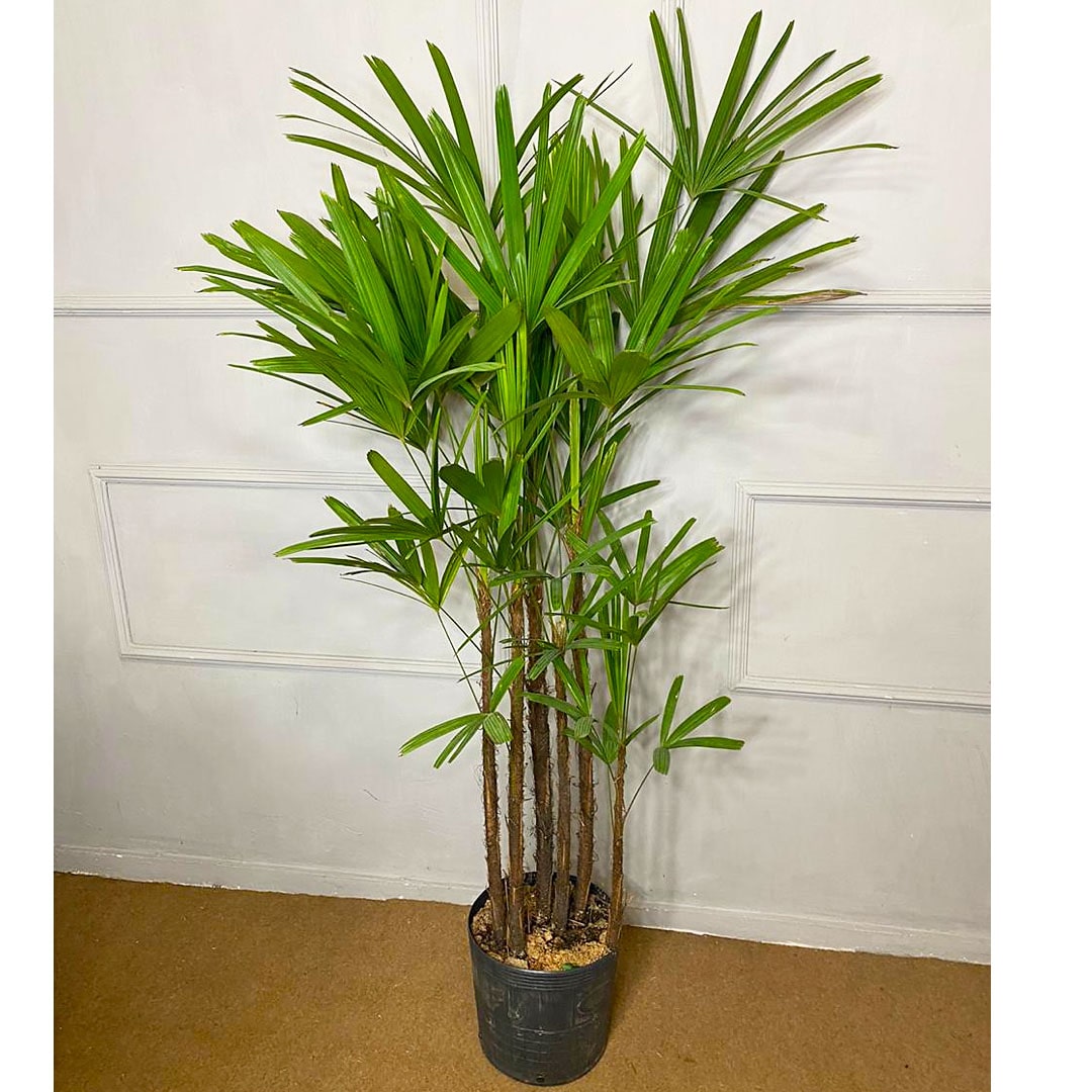 Palmeira Ráfia 1,20m Planta Arvore Decoração Escritório Sala