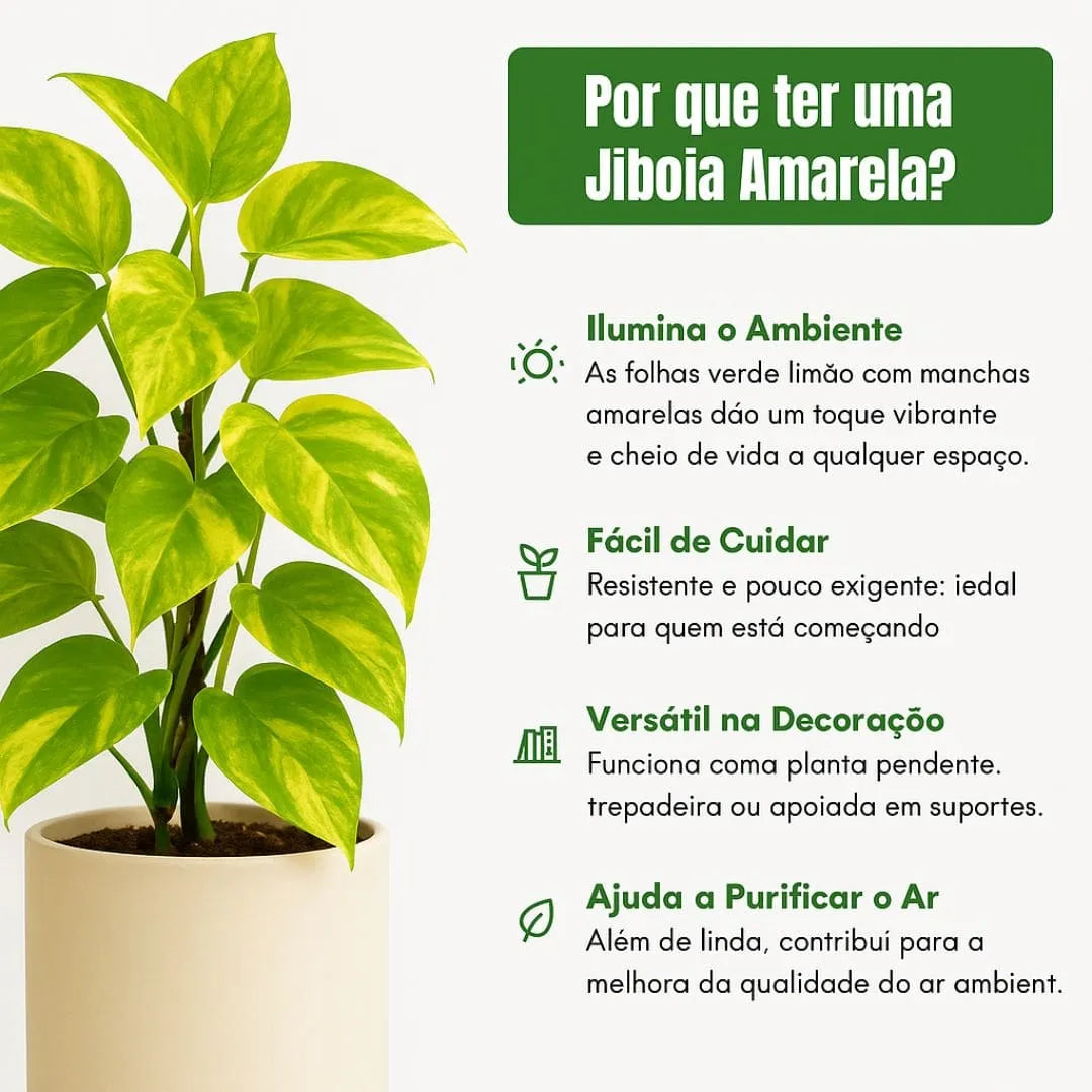 Muda Jiboia Amarela (Epipremnum aureum ‘Golden’)