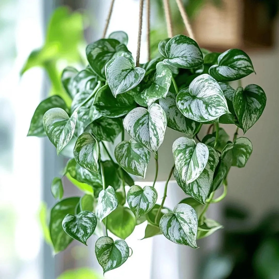 Muda Jibóia Prateada (Scindapsus pictus)