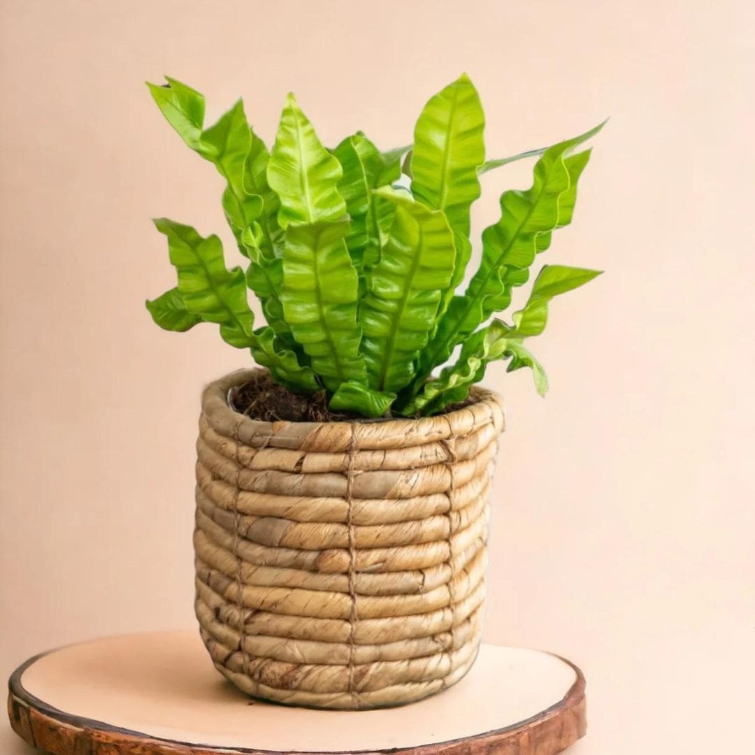 Muda Asplênio Crispy (Asplenium nidus)