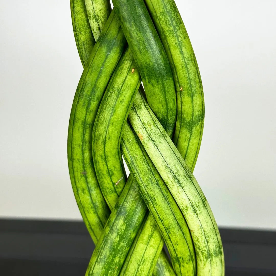 Muda Sansevieria 6 Dedos Trançada