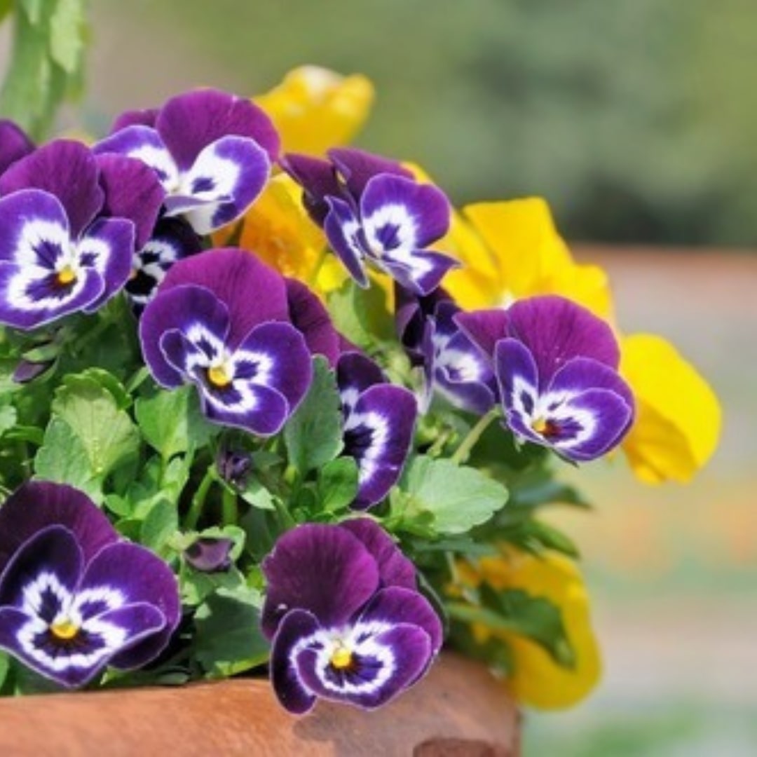 Forth Adubo para Flores 3kg