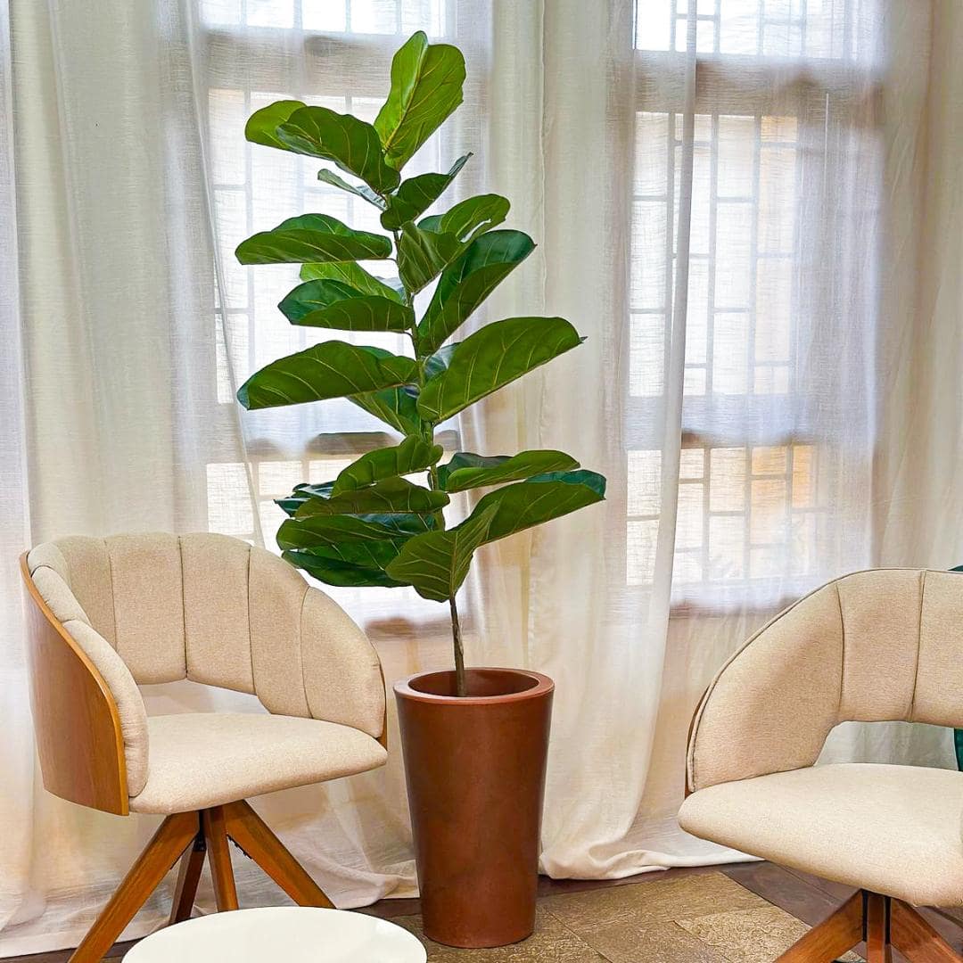 Planta Artificial Ficus Lyrata 1,5m