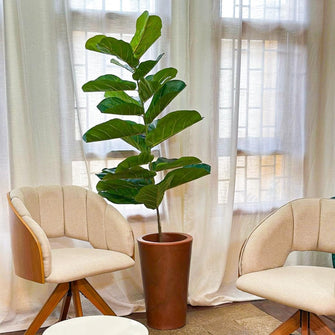Planta Artificial Ficus Lyrata 1,5m