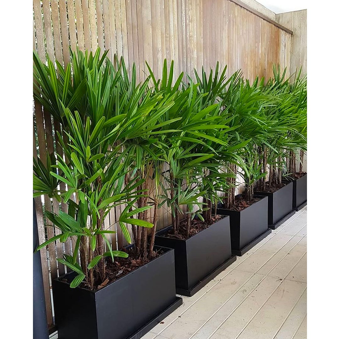 Palmeira Ráfia 1,20m Planta Arvore Decoração Escritório Sala