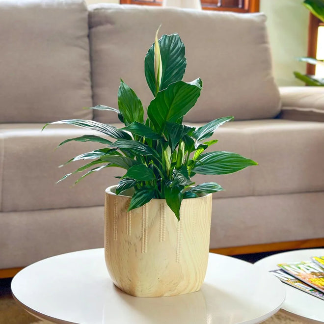 Kit 3 Vasos Linha Genebra em Cerâmica