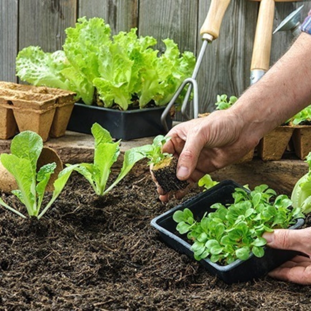 Forth Adubo para Hortaliças 3kg