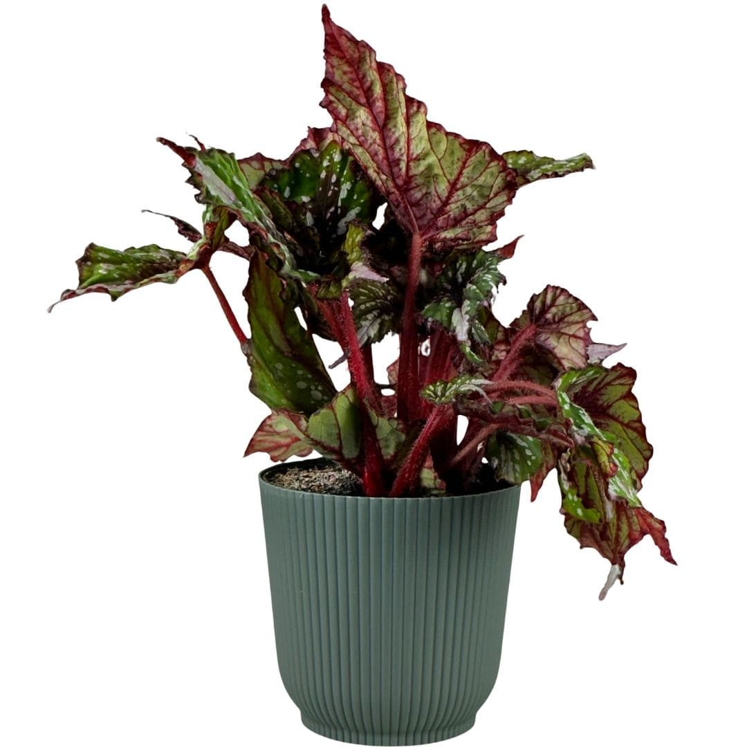 Vaso Cachepot Okla em Polipropileno 10x8cm