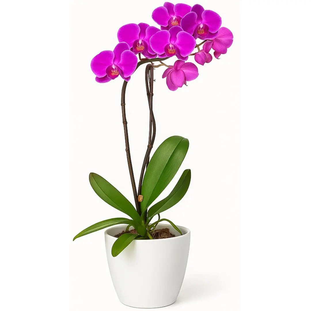 Vaso Cachepot Redondo em Polipropileno 15x12,5cm