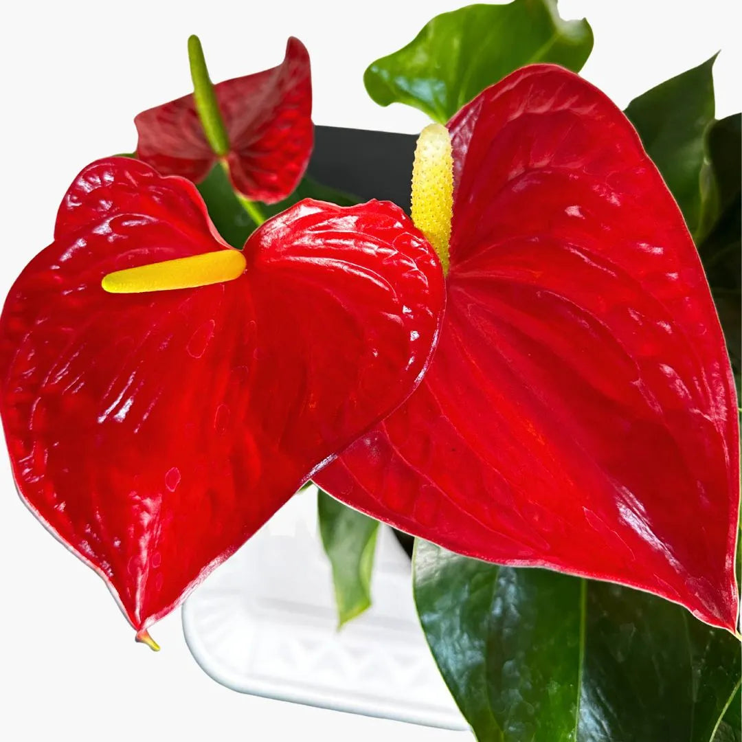 Muda de Antúrio (Anthurium andraeanum)